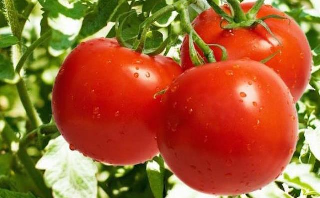Rêver de tomate