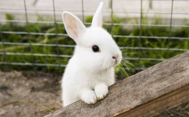 rêver de manger un lapin blanc