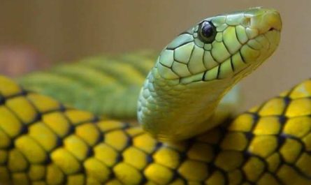 Rêver de serpent à sonnette jaune