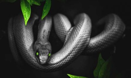 Rêver de serpent à sonnette noir